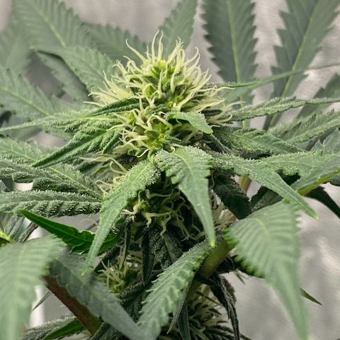 Wild A(Purple Stuff) growlog timeline photo