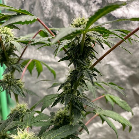 Wild A(Purple Stuff) growlog timeline photo
