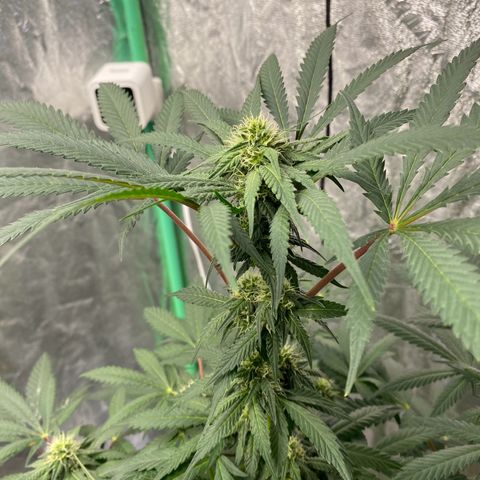 Wild A(Purple Stuff) growlog timeline photo