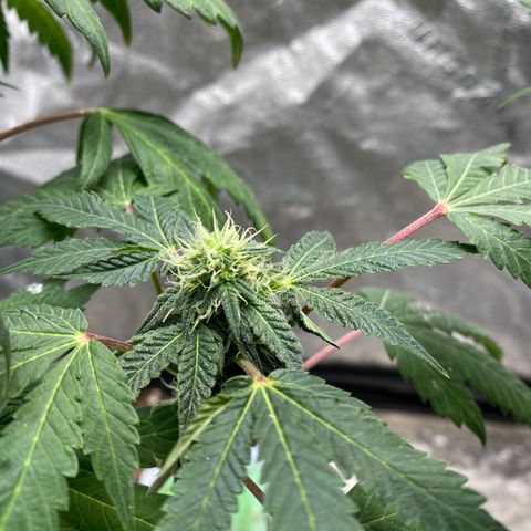 Wild A(Purple Stuff) growlog timeline photo