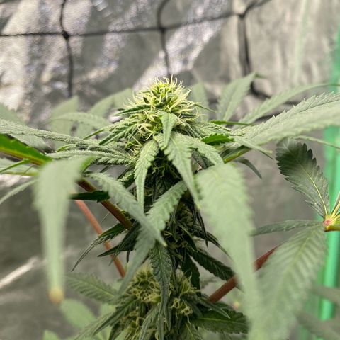 Wild A(Purple Stuff) growlog photo: 🙂