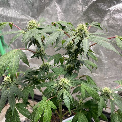 Wild A(Purple Stuff) growlog photo: 🙂