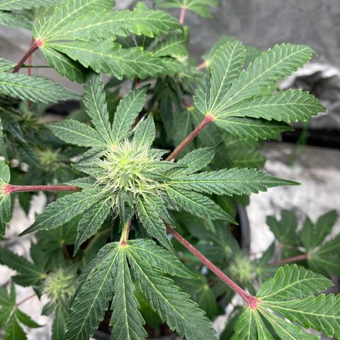 Wild A(Purple Stuff) growlog photo: 🙂