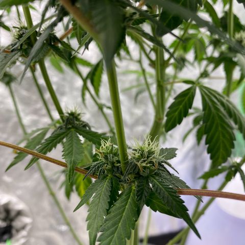 Wild A(Purple Stuff) growlog photo: 🙂