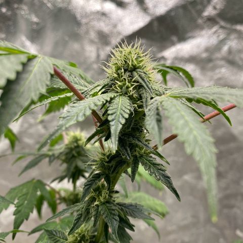 Wild A(Purple Stuff) growlog photo: 🙂
