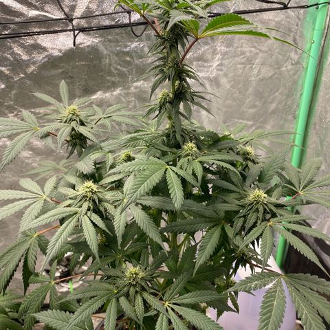 Wild A(Purple Stuff) growlog photo: 🙂