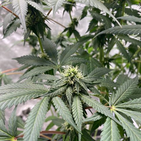 Wild A(Purple Stuff) growlog photo: 🙂