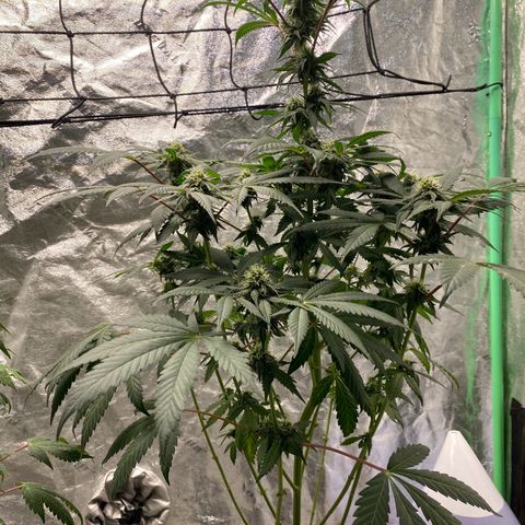 Wild A(Purple Stuff) growlog photo: 🙂