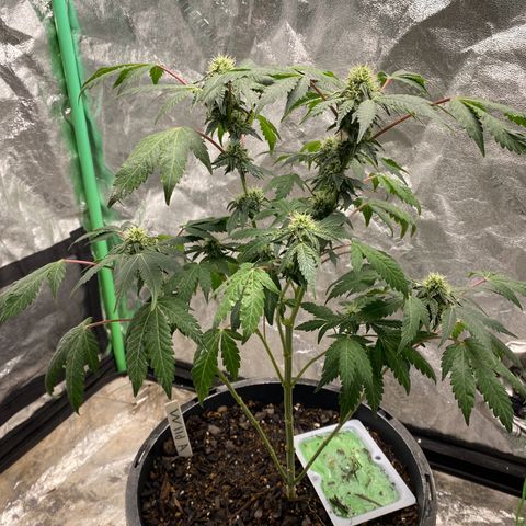 Wild A(Purple Stuff) growlog photo: 🙂