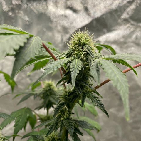 Wild A(Purple Stuff) growlog photo: 🙂