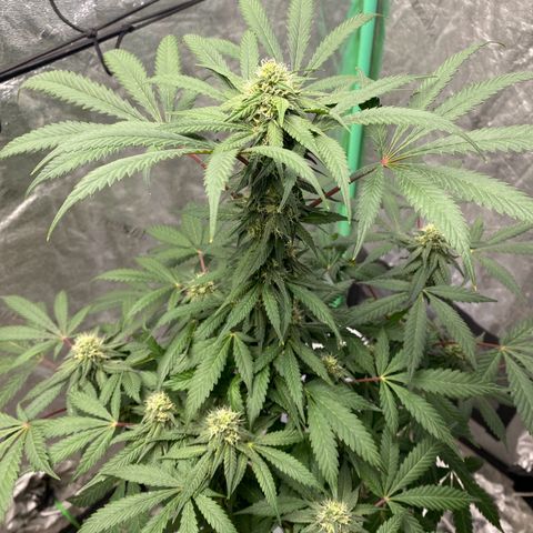 Wild A(Purple Stuff) growlog photo: 😇😇😇