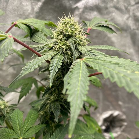 Wild A(Purple Stuff) growlog photo: 😇😇😇