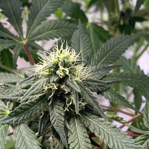 Wild A(Purple Stuff) growlog photo: 😇😇😇