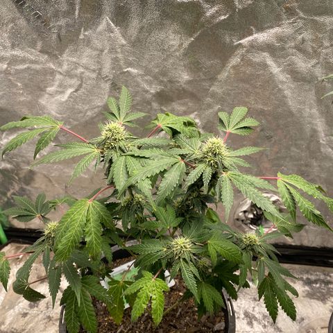 Wild A(Purple Stuff) growlog photo: 😇😇😇
