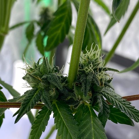 Wild A(Purple Stuff) growlog photo: 😇😇😇