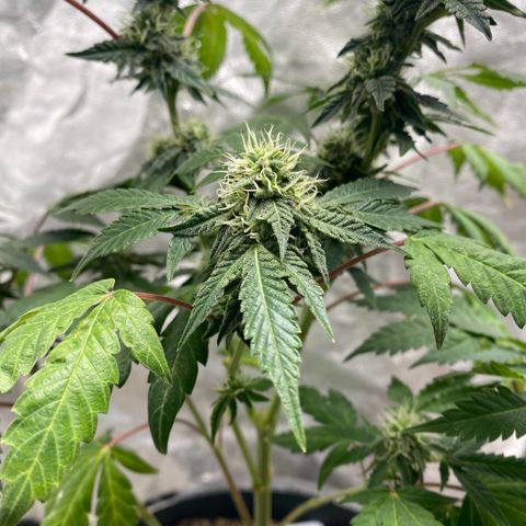 Wild A(Purple Stuff) growlog photo: 😇😇😇