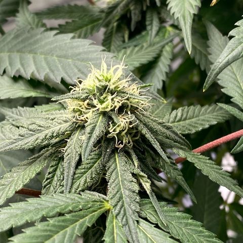 Wild A(Purple Stuff) growlog photo: 😇😇😇