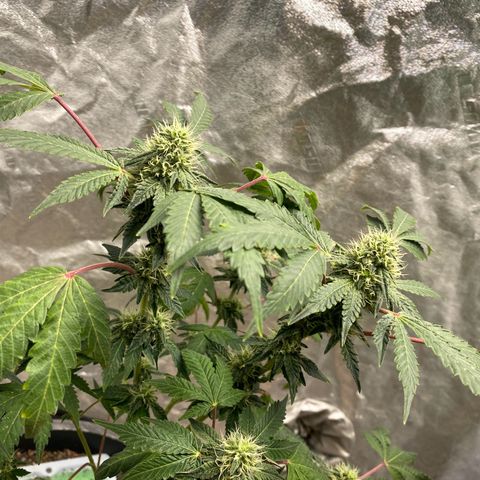 Wild A(Purple Stuff) growlog photo: 😇😇😇