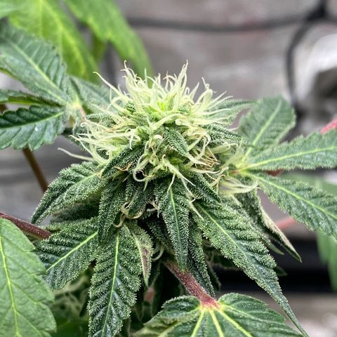 Wild A(Purple Stuff) growlog photo: 😇😇😇