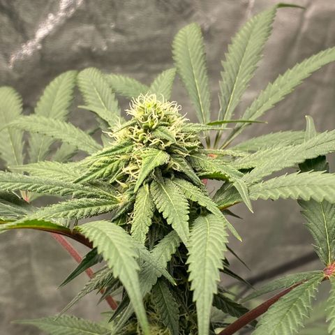 Wild A(Purple Stuff) growlog photo: 😇😇😇