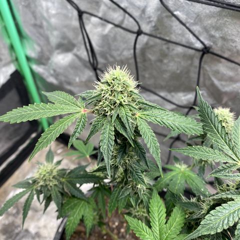 Wild A(Purple Stuff) growlog photo: A does have/had excess N. It’s probably been that way since seedling stage. Last feeding should last them to harvest. Going to flush 10 days prior.