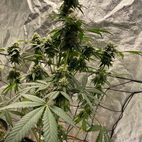 Wild A(Purple Stuff) growlog photo: A does have/had excess N. It’s probably been that way since seedling stage. Last feeding should last them to harvest. Going to flush 10 days prior.