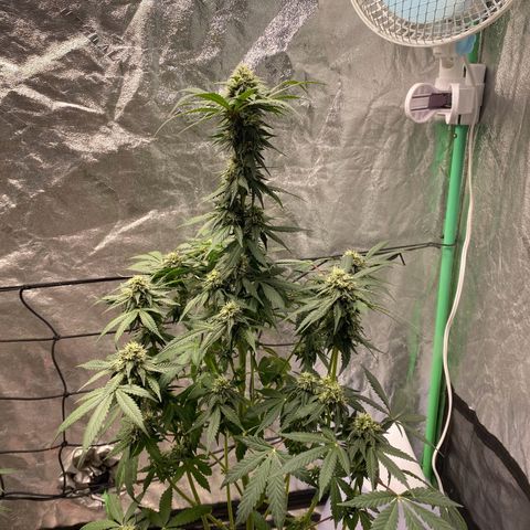 Wild A(Purple Stuff) growlog photo: A does have/had excess N. It’s probably been that way since seedling stage. Last feeding should last them to harvest. Going to flush 10 days prior.