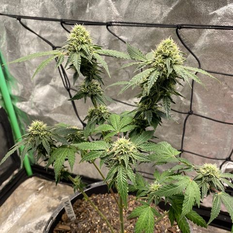 Wild A(Purple Stuff) growlog photo: A does have/had excess N. It’s probably been that way since seedling stage. Last feeding should last them to harvest. Going to flush 10 days prior.