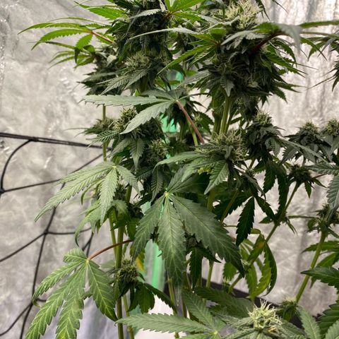 Wild A(Purple Stuff) growlog photo: A does have/had excess N. It’s probably been that way since seedling stage. Last feeding should last them to harvest. Going to flush 10 days prior.