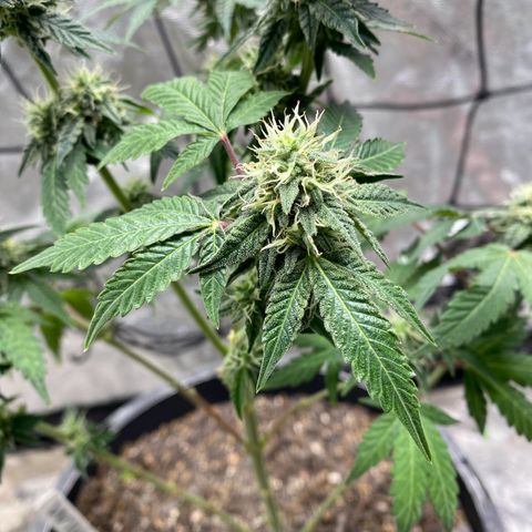 Wild A(Purple Stuff) growlog photo: A does have/had excess N. It’s probably been that way since seedling stage. Last feeding should last them to harvest. Going to flush 10 days prior.