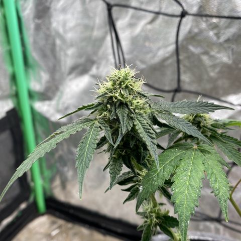 Wild A(Purple Stuff) growlog photo: A does have/had excess N. It’s probably been that way since seedling stage. Last feeding should last them to harvest. Going to flush 10 days prior.