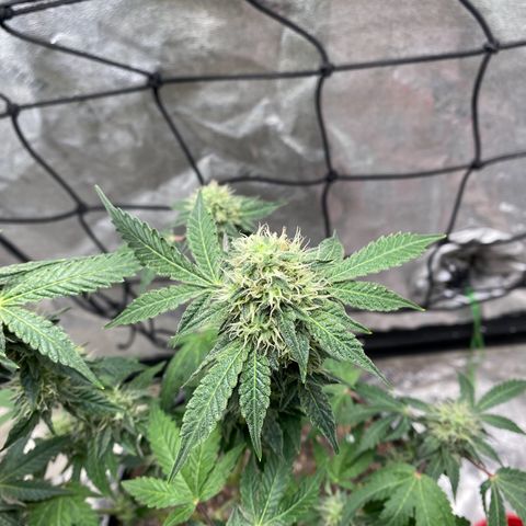 Wild A(Purple Stuff) growlog photo: A does have/had excess N. It’s probably been that way since seedling stage. Last feeding should last them to harvest. Going to flush 10 days prior.
