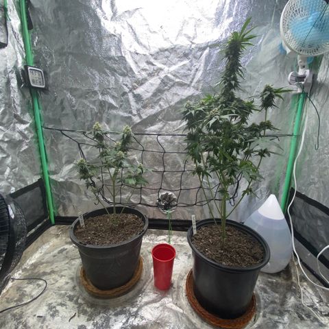 Wild A(Purple Stuff) growlog photo: Botched super crop. Chopped a branch and carry on(not smoking that branch btw)