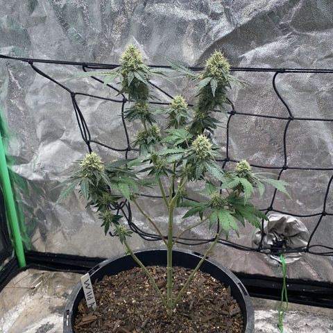 Wild A(Purple Stuff) growlog photo: Botched super crop. Chopped a branch and carry on(not smoking that branch btw)