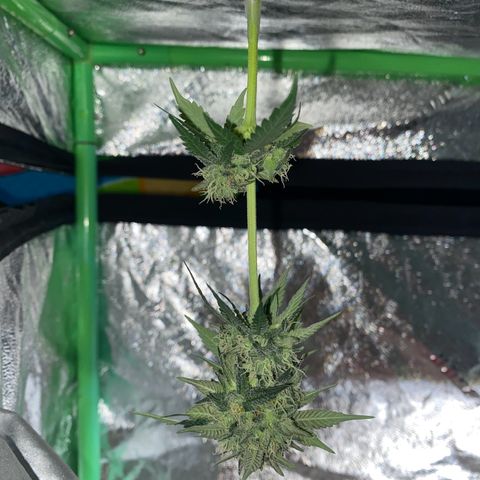 Wild A(Purple Stuff) growlog photo: Botched super crop. Chopped a branch and carry on(not smoking that branch btw)