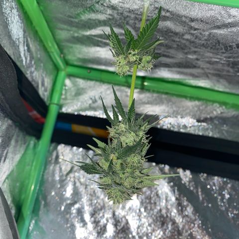 Wild A(Purple Stuff) growlog photo: Botched super crop. Chopped a branch and carry on(not smoking that branch btw)