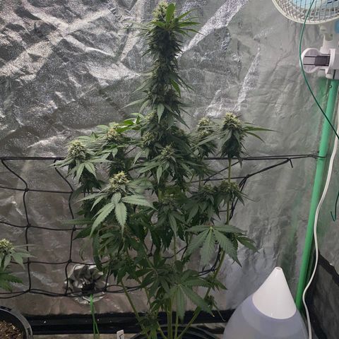 Wild A(Purple Stuff) growlog photo: Botched super crop. Chopped a branch and carry on(not smoking that branch btw)