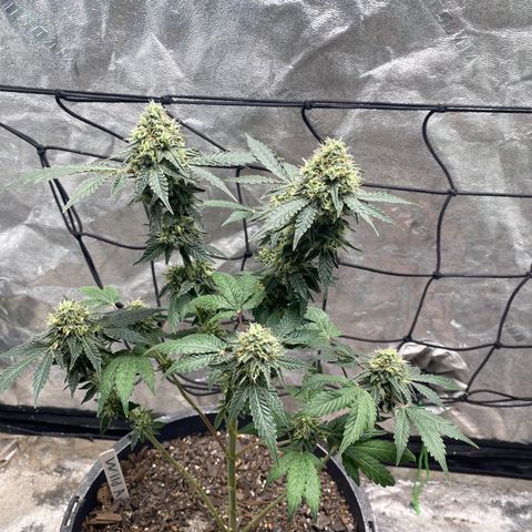 Wild A(Purple Stuff) growlog timeline photo