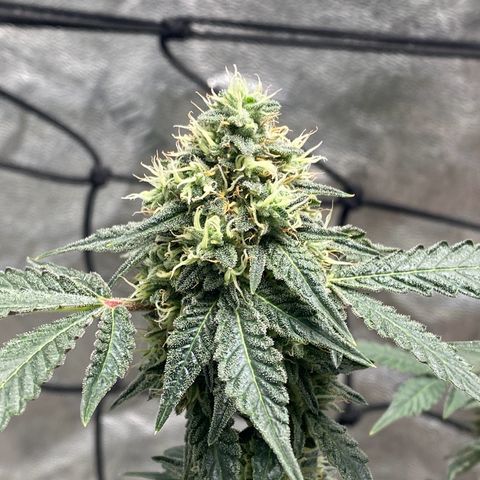 Wild A(Purple Stuff) growlog timeline photo