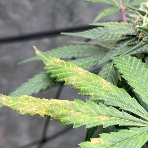 Wild A(Purple Stuff) growlog timeline photo