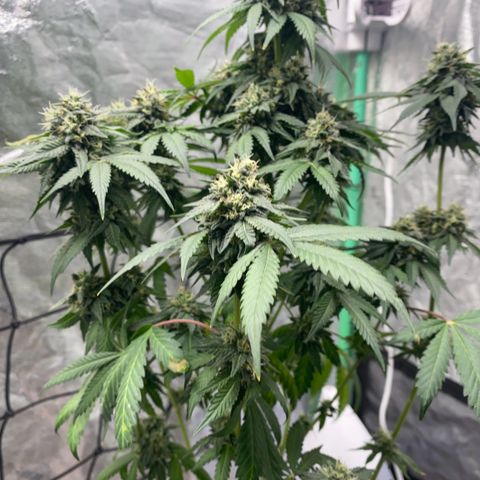 Wild A(Purple Stuff) growlog timeline photo