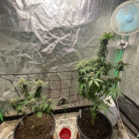 Wild A(Purple Stuff) growlog timeline photo
