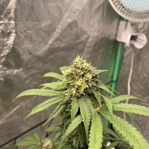 Wild A(Purple Stuff) growlog photo: Colors are coming