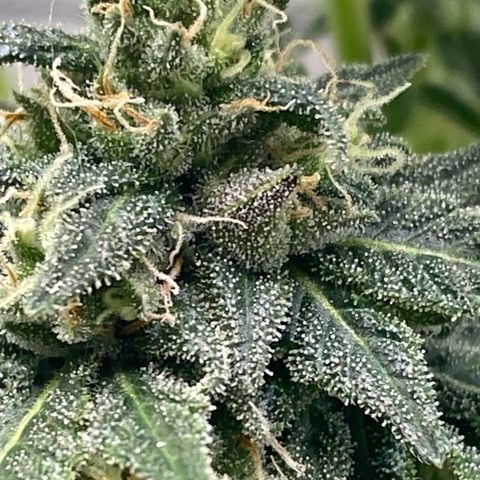 Wild A(Purple Stuff) growlog photo: Colors are coming