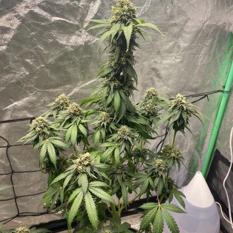 Wild A(Purple Stuff) growlog photo: Colors are coming