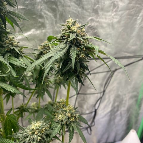 Wild A(Purple Stuff) growlog photo: Colors are coming