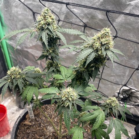 Wild A(Purple Stuff) growlog photo: Colors are coming