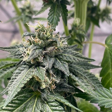 Wild A(Purple Stuff) growlog photo: Colors are coming