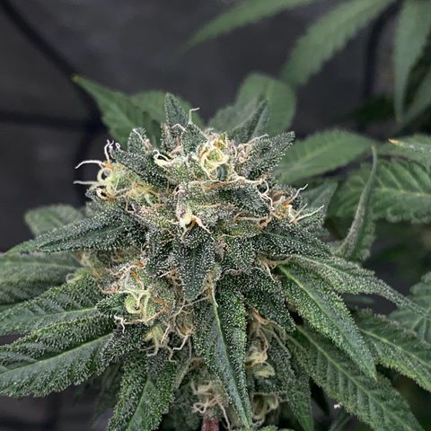 Wild A(Purple Stuff) growlog timeline photo