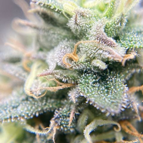 Wild A(Purple Stuff) growlog timeline photo